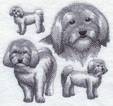 Havanese Sketch