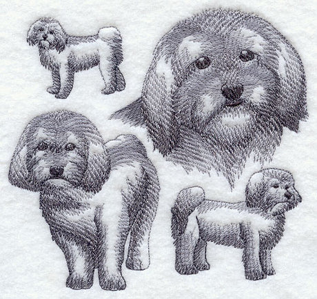 Havanese Sketch