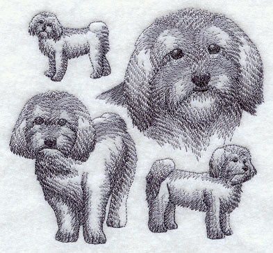 Havanese Sketch