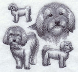 Havanese Sketch