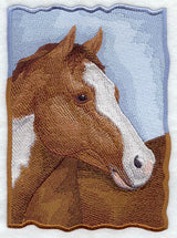 American Paint Horse Portrait