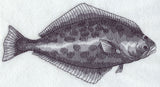 Halibut Sketch