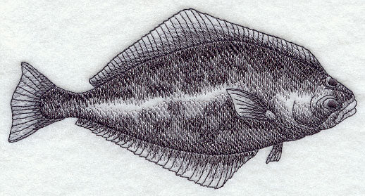 Halibut Sketch