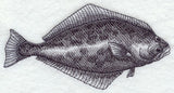 Halibut Sketch