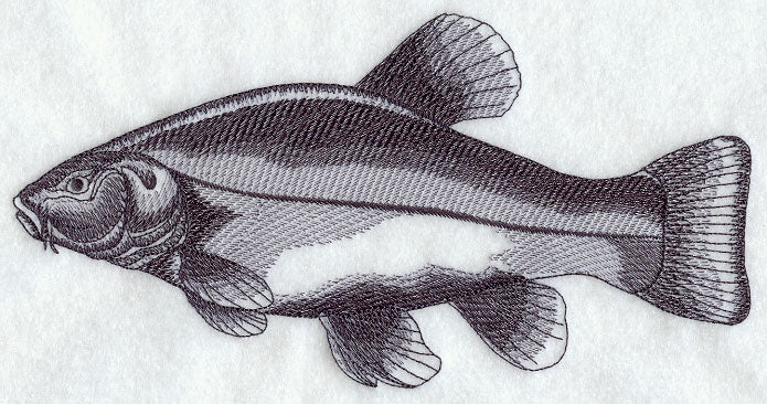 Tench Sketch