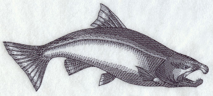 Coho Salmon Sketch