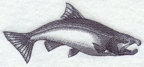 Coho Salmon Sketch