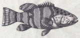 Saltwater Grouper Sketch