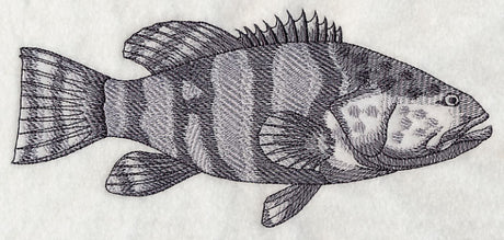 Saltwater Grouper Sketch
