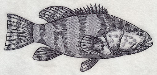 Saltwater Grouper Sketch