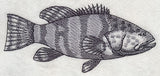 Saltwater Grouper Sketch