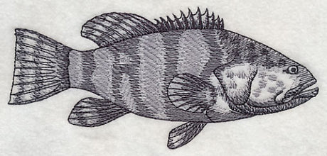 Saltwater Grouper Sketch