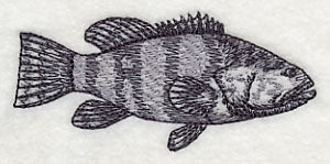 Saltwater Grouper Sketch