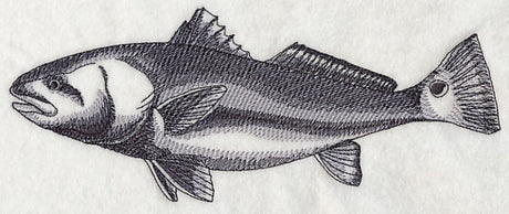 Saltwater Redfish Sketch
