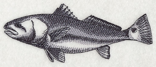 Saltwater Redfish Sketch