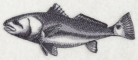 Saltwater Redfish Sketch