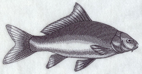 Carp Sketch