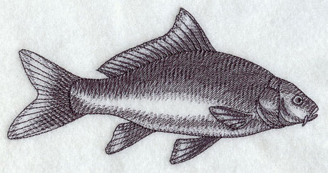 Carp Sketch