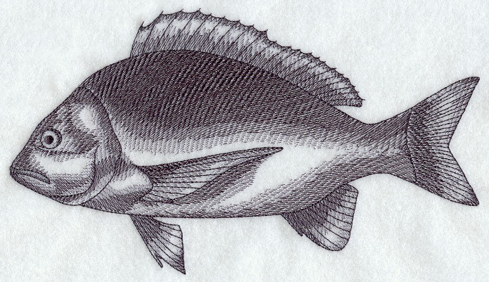 Bream Sketch