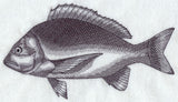 Bream Sketch