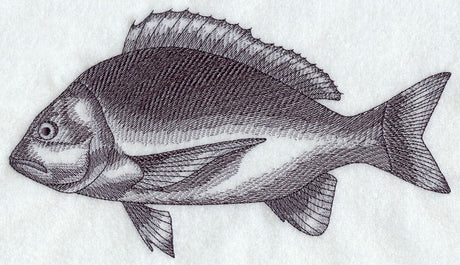 Bream Sketch