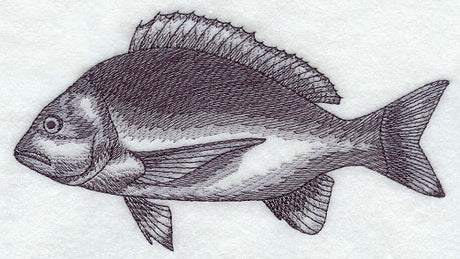 Bream Sketch