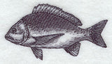 Bream Sketch