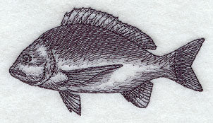 Bream Sketch