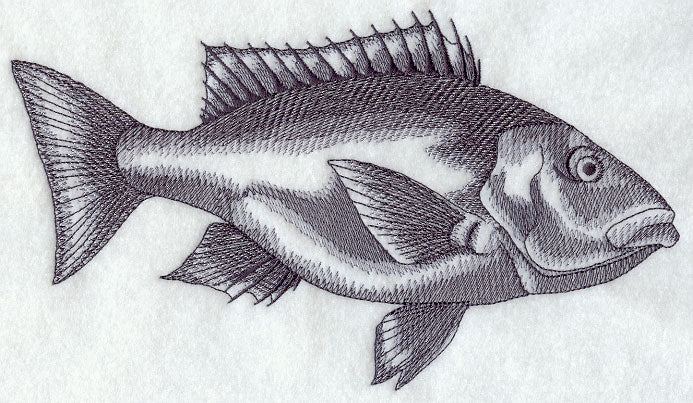 Saltwater Snapper Sketch