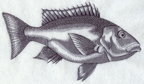 Saltwater Snapper Sketch