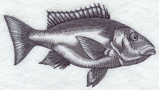 Saltwater Snapper Sketch