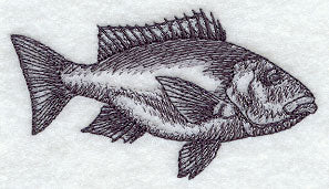 Saltwater Snapper Sketch