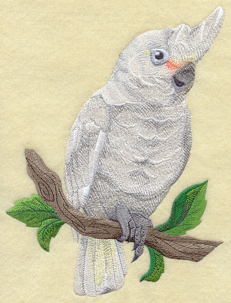 Goffin's Cockatoo