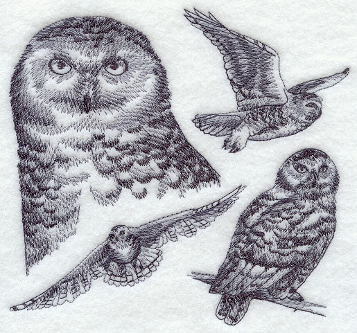 Snowy Owl Sketch