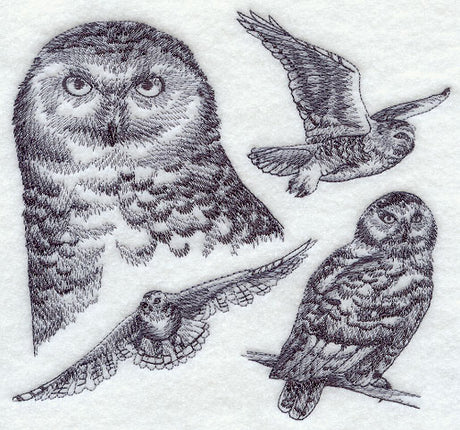Snowy Owl Sketch