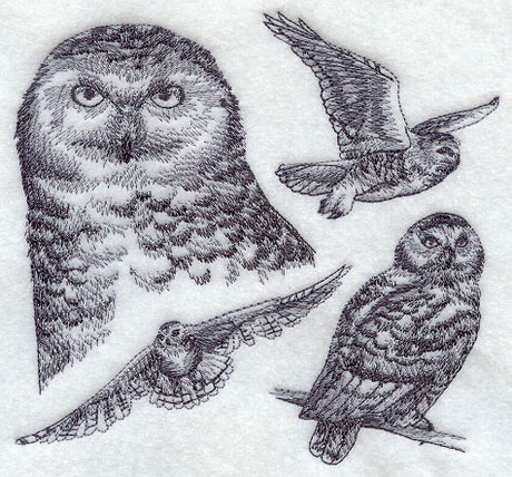 Snowy Owl Sketch
