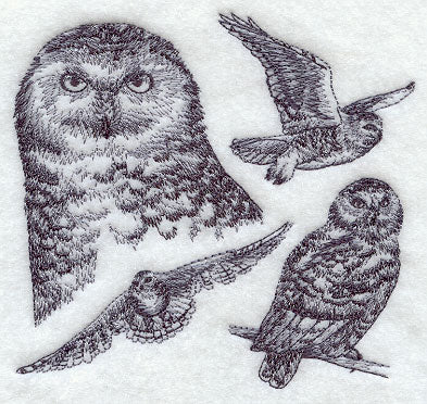Snowy Owl Sketch