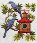 Blue Rock Thrushes and Birdhouse