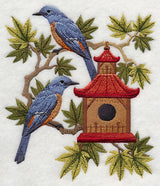 Blue Rock Thrushes and Birdhouse