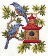 Blue Rock Thrushes and Birdhouse