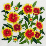 Goblin Blanket Flower Blossoms