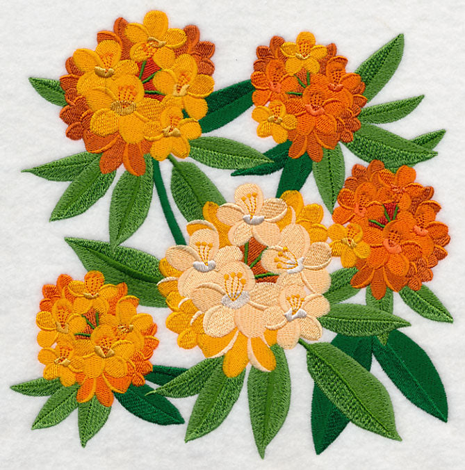 Rhododendron Blossoms