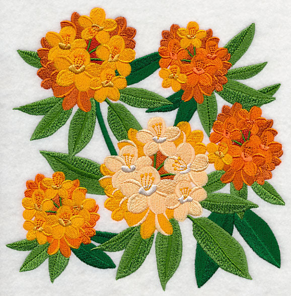 Rhododendron Blossoms