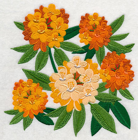 Rhododendron Blossoms