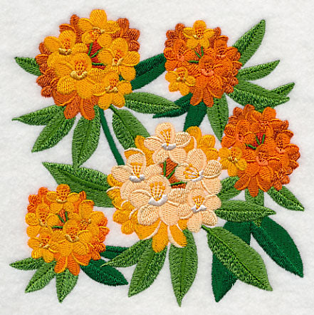 Rhododendron Blossoms