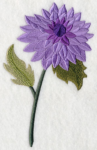 Dahlia with Long Stem