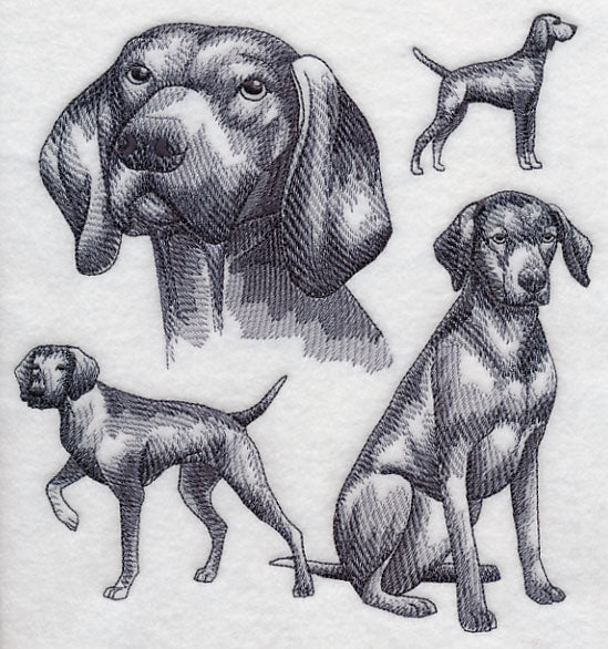 Vizsla Sketch