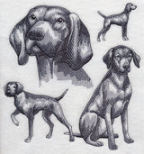Vizsla Sketch