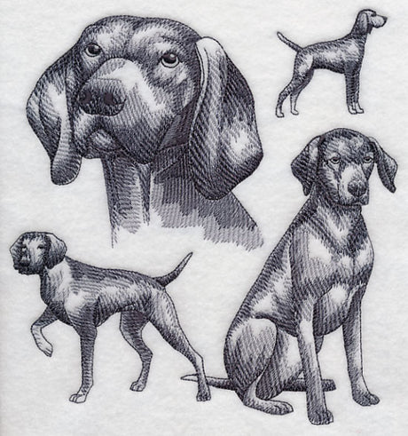 Vizsla Sketch