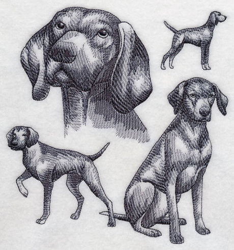 Vizsla Sketch